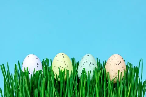 Easter eggs in fresh green grass on a blue background. Place for text. Stock Photos