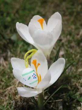 Easter eggs in front of crocuses Stock Photos