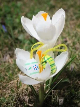 Easter eggs in front of crocuses Stock Photos
