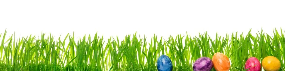 Easter eggs in front of green grass blades, white Background Stock Photos