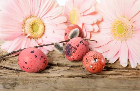 Easter eggs with gerbera daisy flowers Stock-Fotos