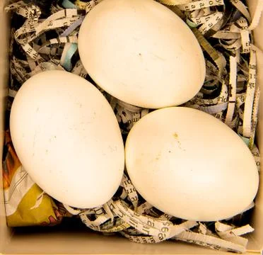 Easter eggs in a gift box Stock Photos