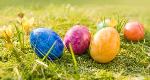 Easter eggs in grass Stock Photos
