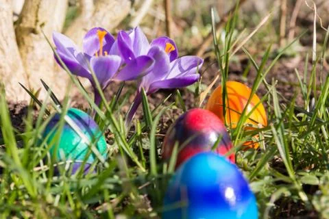 Easter eggs in the grass Stock Photos