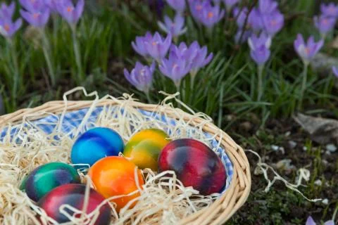 Easter eggs in the grass Stock Photos