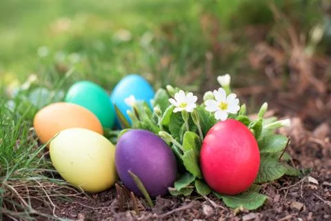 Easter eggs in a grass Stock Photos