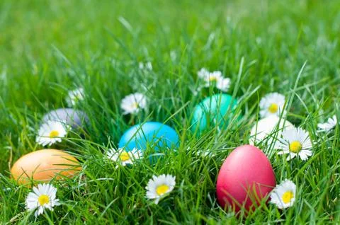 Easter eggs in a grass Stock Photos