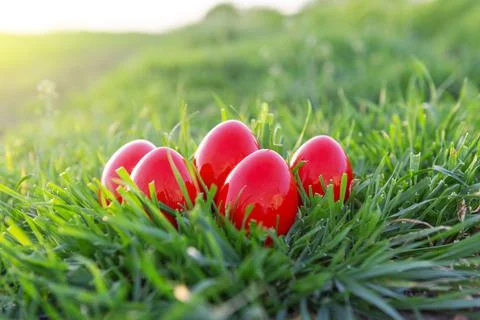 Easter eggs in grass. Stock Photos