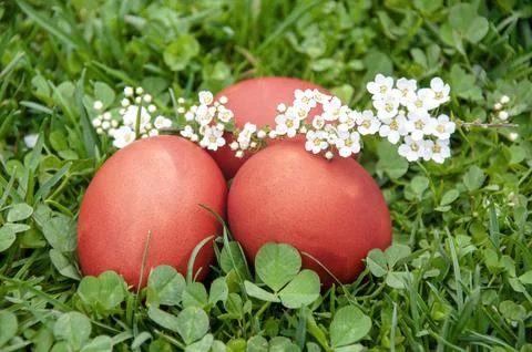 Easter eggs on green clover grass with white flowers in the background. Stock Photos