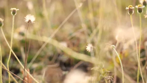 Easter eggs on green grass flowers background, Dolly shot. 動画素材 149759034
