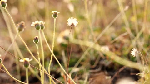 Easter eggs on green grass flowers background, Dolly shot. Stock Footage 149759220