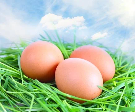 Easter eggs on a green grass Fotos Stock