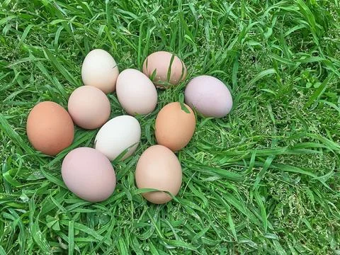 Easter eggs on green grass Stock Photos