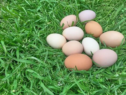 Easter eggs on green grass Stock Photos