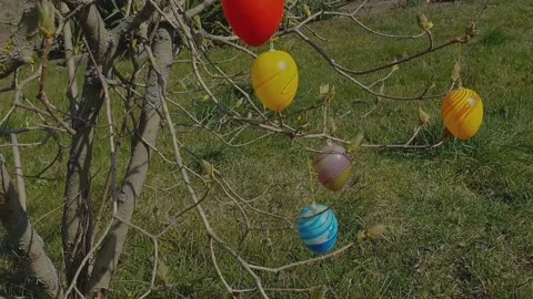 Easter eggs hang on a shrub in the garden  Stock Footage 147627106