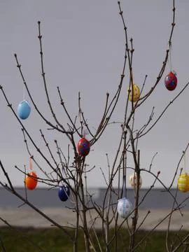 Easter eggs hanging on  branches Stock Photos