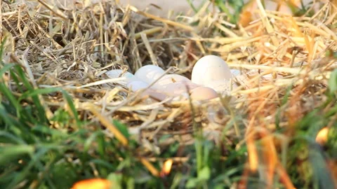 Easter. Eggs in the hay. Celebration Stock Footage 107193432