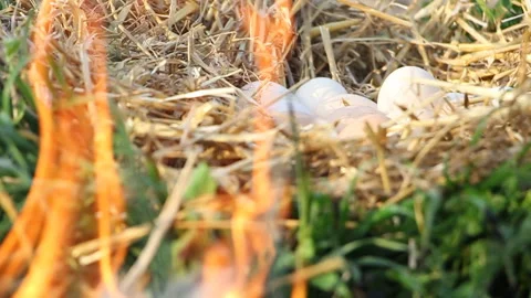 Easter. Eggs in the hay. Celebration Stock Footage 107442776