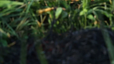 Easter. Eggs in the hay. Celebration. Slow motion. Stock Footage 107186510