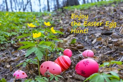 Easter eggs hidden among first spring wildflowers - yellow buttercups. Card w Stock Photos