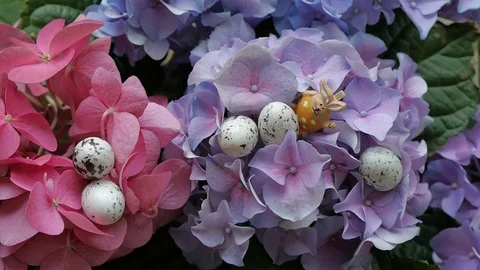 Easter eggs hidden among the flowers. Spring And Easter Background. Stock Footage 74107845