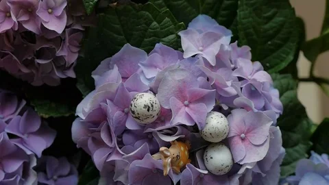 Easter eggs hidden among the flowers. Spring And Easter Background. Stock Footage 74107860
