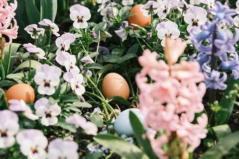 Easter eggs hidden amongst spring flowers and blooming hyacinths Stock Photos