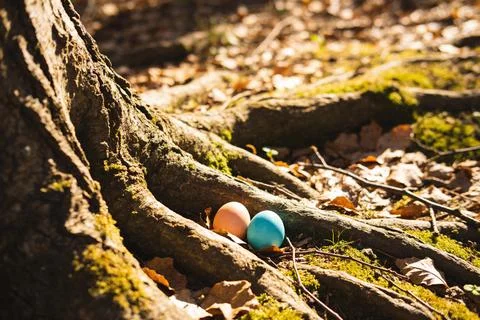 Easter eggs hidden amongst tree roots in a sunlit forest floor setting Stock Photos