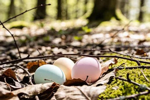 Easter eggs hidden in a forest nest with dry leaves and moss Stock Photos