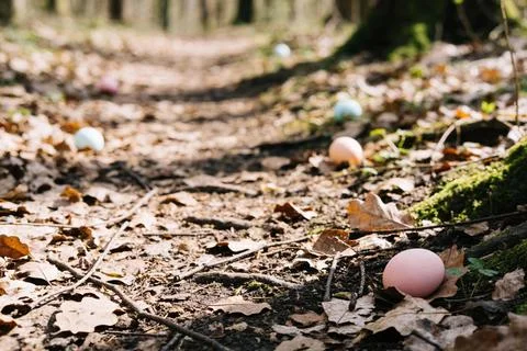 Easter eggs hidden on a forest path covered with fallen leaves Stock Photos