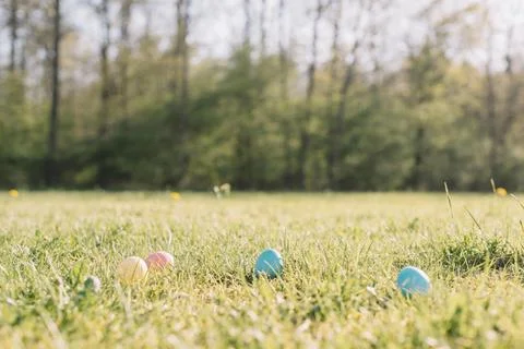 Easter eggs hidden in green grass with trees in the background on a sunny day Stock Photos