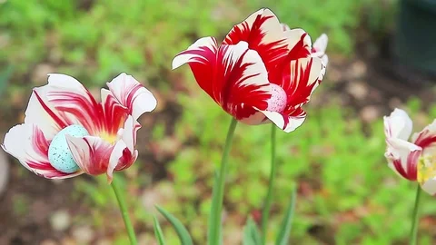 Easter eggs hidden in spring tulips Stock Footage 83488770