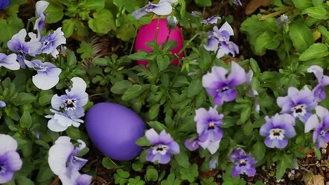 Easter eggs hidden in viola flowers Stock Footage 83489373