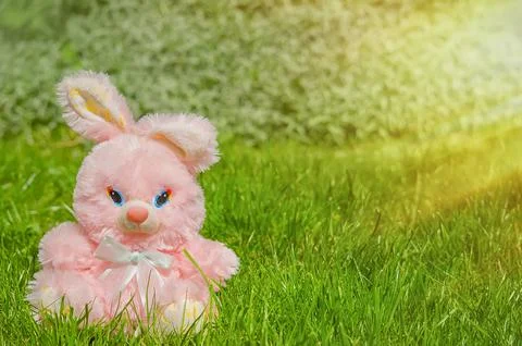 Easter eggs hiding in the grass with rabbit Stock Photos