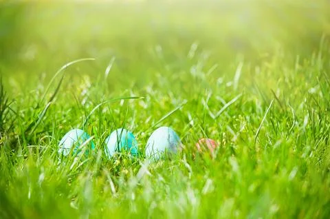 Easter eggs hiding in the grass with rabbit Stock Photos