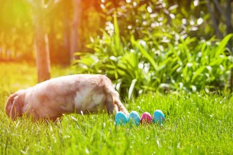 Easter eggs hiding in the grass with rabbit Foto stock