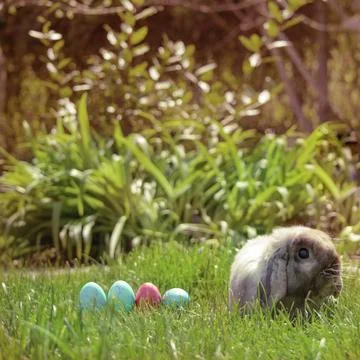 Easter eggs hiding in the grass with rabbit Stock Photos