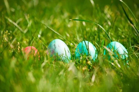Easter eggs hiding in the grass , spring time Stock Photos