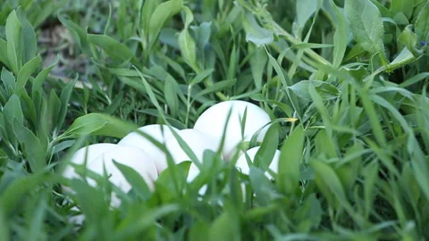 Easter. Eggs lie in the green grass Stock Footage 107719582