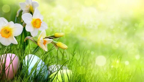 Easter eggs on a meadow with daffodils Stock Photos