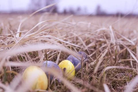 Easter eggs in the meadow	  Stock Photos