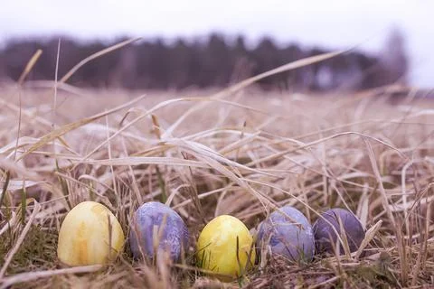 Easter eggs in the meadow	  Stock Photos