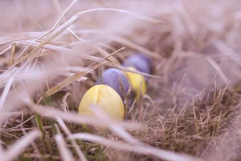 Easter eggs in the meadow	  Foto stock