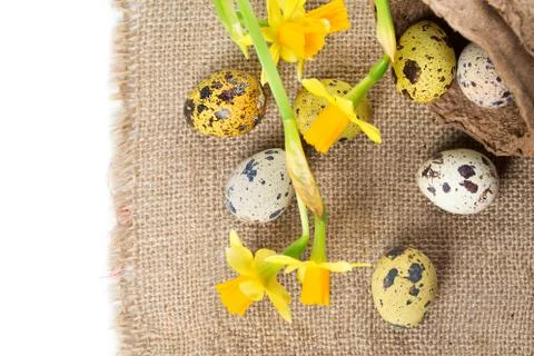 Easter eggs with narcissus Stock Photos
