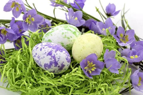 Easter eggs in the nest and spring flowers on a white background.Happy easter Stock Photos