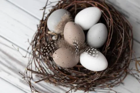Easter eggs in nest of birch branches. Spring greeting card Stock Photos
