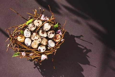 Easter eggs in a nest on a black background minimal concept of Easter Top vie Stock Photos