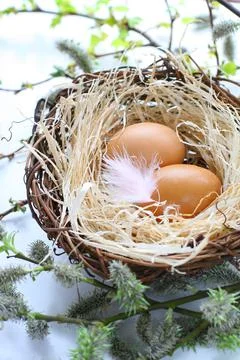 Easter eggs in a nest with feather Stock Photos