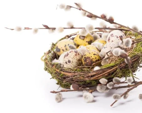 Easter eggs in the nest with narcissus Stock Photos