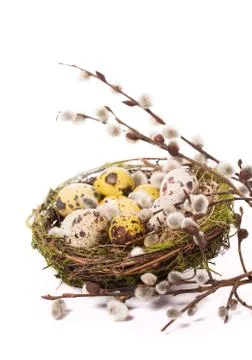 Easter eggs in the nest with narcissus Stock Photos